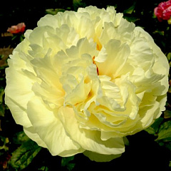 Пион травянистый "Лемон Шиффон" (Lemon Chiffon)